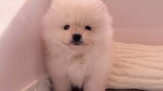 ポメラニアンの動画01