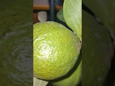 fruits and flowers in my tarraes gardening 😇🤗😘