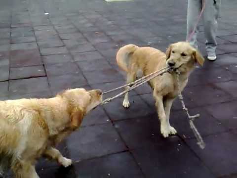 Golden Retriever Misha - O Benim İpim