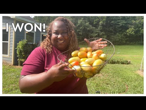 I WON THIS ROUND! | Growing Roma Tomatoes