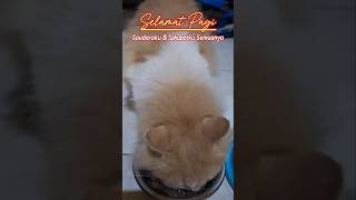 Download lagu Jangan berhenti mengucap syukur dan semoga kita selalu sehat amin #shortsfeed #youtubeshorts #fyp mp3