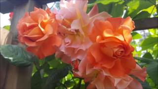 SHAKATAK - WHISPERS IN THE NIGHT