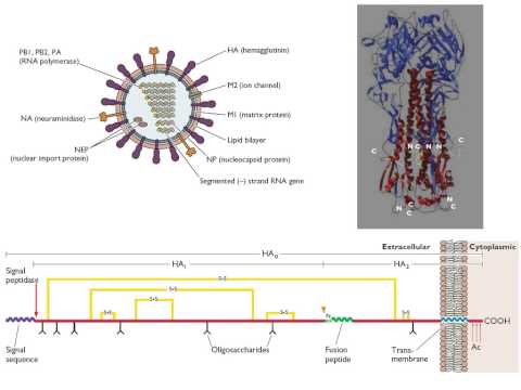 Virology 2013 Lecture #11 - Assembly