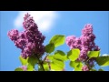 Barbara - Le Temps du Lilas (Live 1964). 