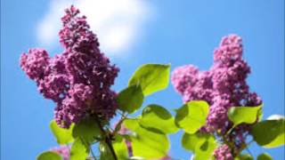 Barbara - Le Temps du Lilas (Live 1964).