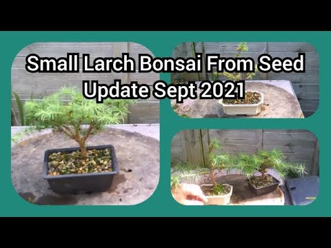 Small Larch Bonsai  From Seed Update Sept 2021 1