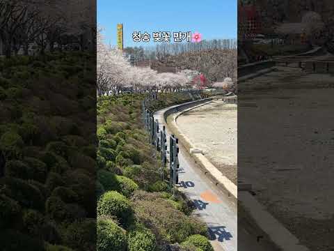 청송에 봄이 활짝 피었습니다 