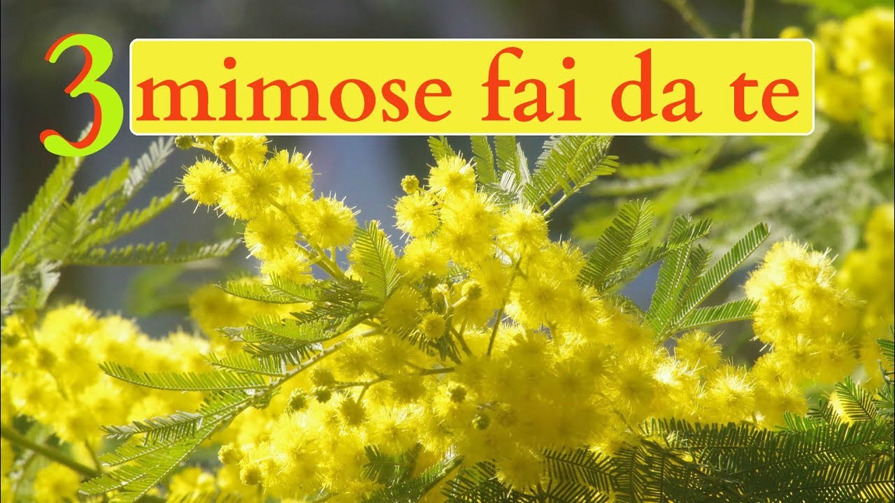 MIMOSA FAI DA TE per la Festa della Donna: 3 idee FACILISSIME