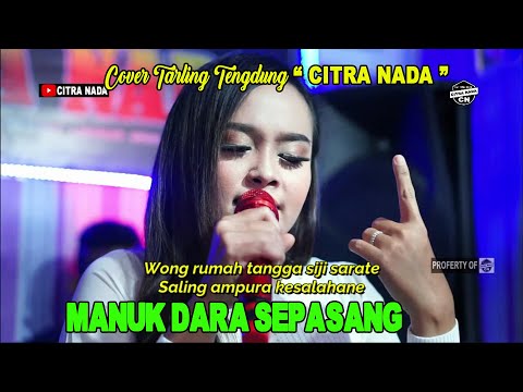 MANUK DARA SEPASANG _ IKA BONITA || COVER TARLING TENGDUNG CITRA NADA