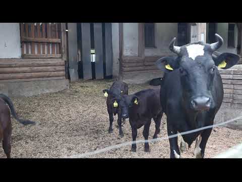 TAGWERK - Sepp Braun, überzeugter Pionier der ökologischen Landwirtschaft