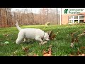 Labrador Retriever dogs for sale: Holly - Video 1