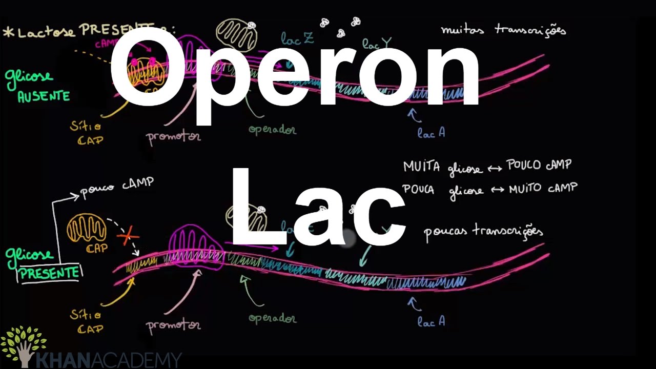 Operon Lac | Regulação gênica | Biologia | Khan Academy