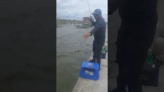 Download lagu flowerhorn yang ditangkap di alam liar mp3
