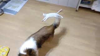 玉遊び番外編