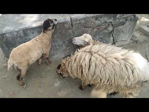 How Farmers Raise Young Sheep Effectively - Wool Factory | Bird And Animal