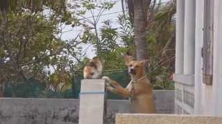 preview picture of video 'Chat et chien à la Désirade (Guadeloupe)'