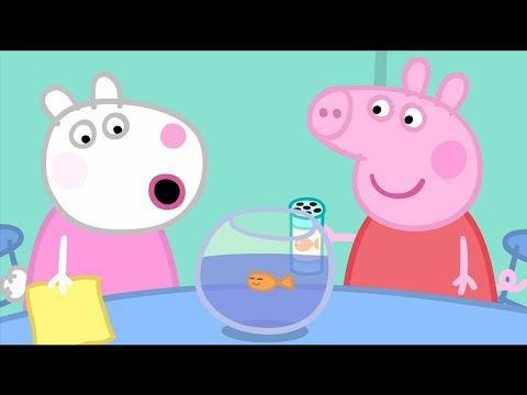 The Pet Competition