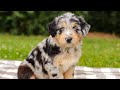 Aussiedoodle dogs for sale: Brooke Standard Sized - Video 1