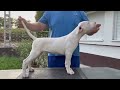 Dogo Argentino cachorro en venta