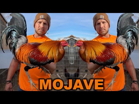 Pure Lacy Roundhead Sweater Leiper Hatch - MOJAVE FARM Beautiful Birds