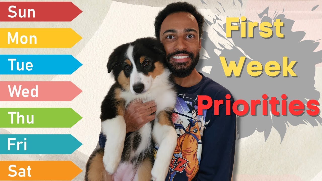 First Week Priorities | Bringing Your Aussies Home