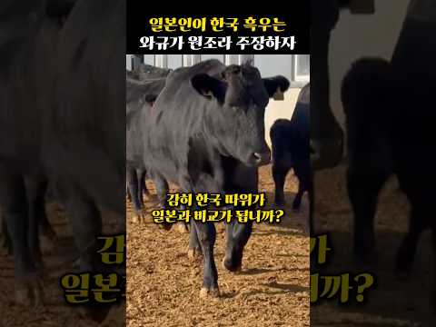 일본인이 한국 토종 흑우를 와규의 원조라 주장하자 전 세계 외국인들과 한국인의 충격적인 반응