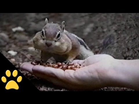 ¡A esta ardilla le encantan las avellanas!
