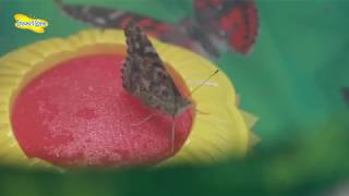 Insect Lore Caterpillar Refill - Releasing your Butterflies