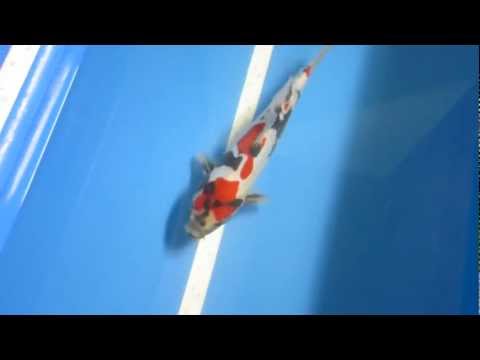 D/Showa 3 Züchter Koda