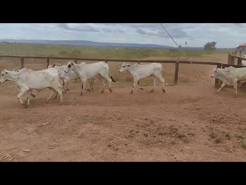 Cumarú do Norte PA 