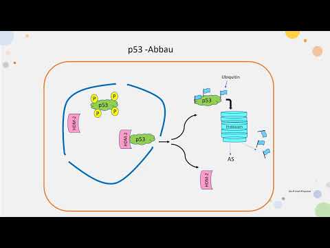 p53 Wächter des Genoms