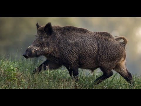 Abfährten am Mais #Schwarzwild#Sauen#Wild#hunting#Jagd