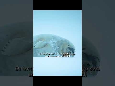 Polar bears have a powerful sense of smell, but even so, they must be careful to survive. #wildlife