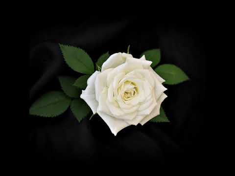 Yung Van - White Rose ft. Convolk (Prod. Sudzy)