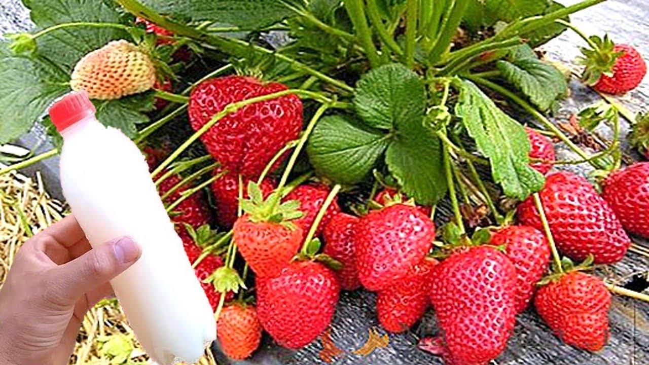 Faz seu pé de MORANGO explodir de tantos frutos (o ano todo)