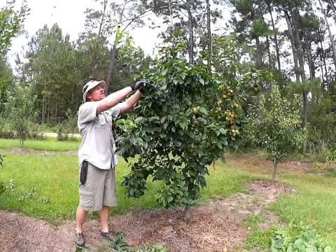 HOW TO SUMMER PRUNE APPLE AND PEAR TREES