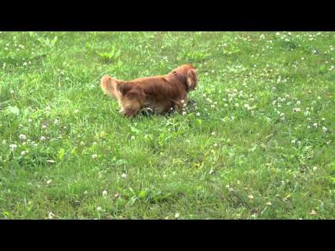 Jesse ja Jerry cavalierit hippasilla