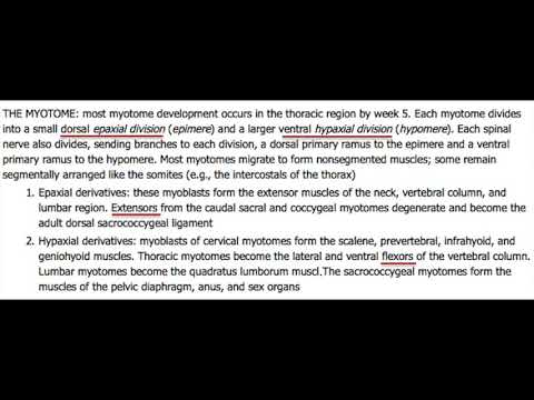 USMLE Practice Questions and Answers #29 I Anatomy & Embryology