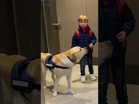 Heartwarming Dog Moments That Melt Your Soul🐶❤️25#animals #dog #funny #cute #family #love #cat#ai