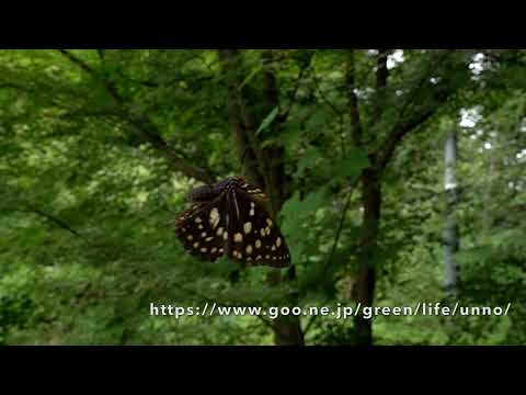 オオムラサキメスの飛翔　Great purple emperor inflight