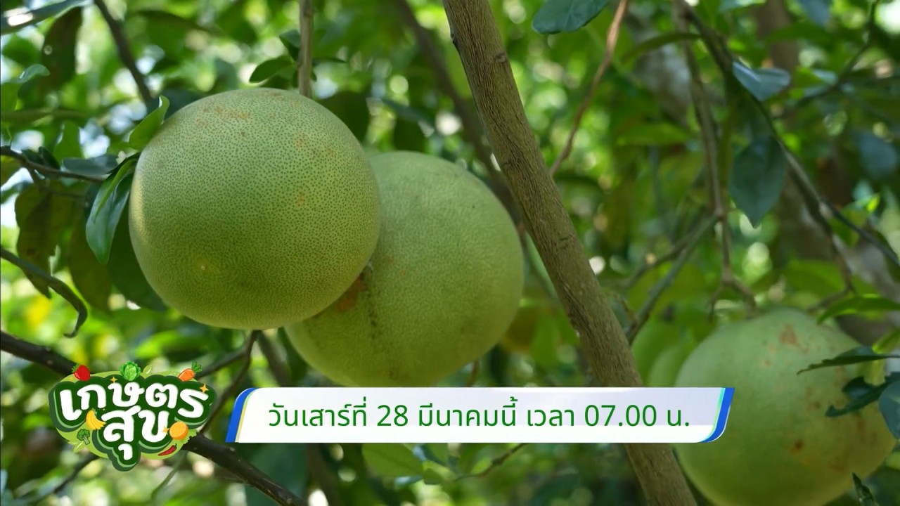 เกษตรสุข 28 มี.ค.69