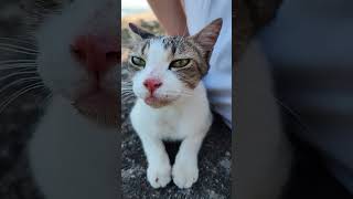 新ねこ　2026 7月　#ねこ #バス釣り