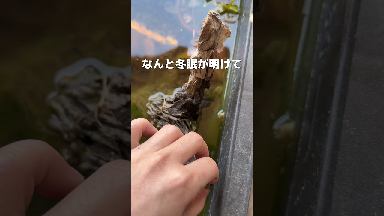 今年もあいつがやってきました…🐸