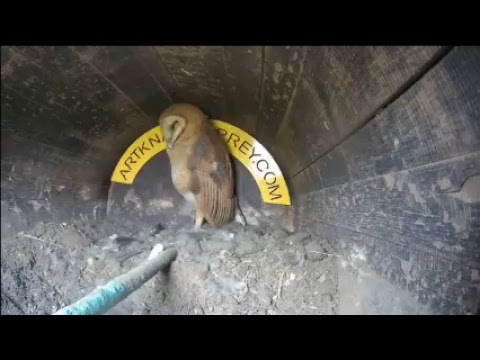 Dirt University - Owl Cam, Live Stream courtesy of ArtKnappSurrey.com