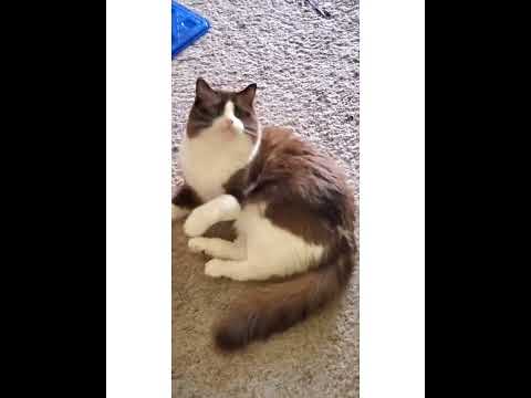 Crystal the Pet Nanny. LLC video.