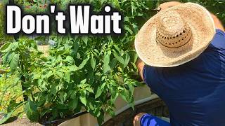 I Caught These Garden Problems Just in Time…
