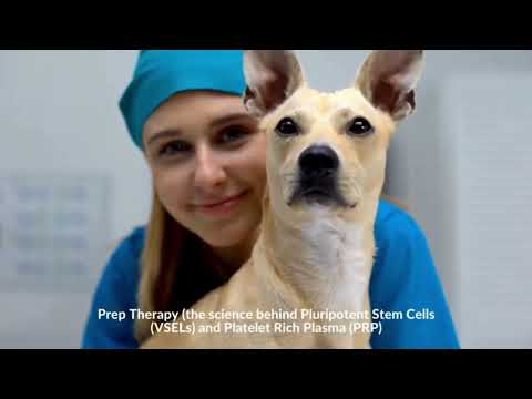 Stem Cell Therapy For Pets