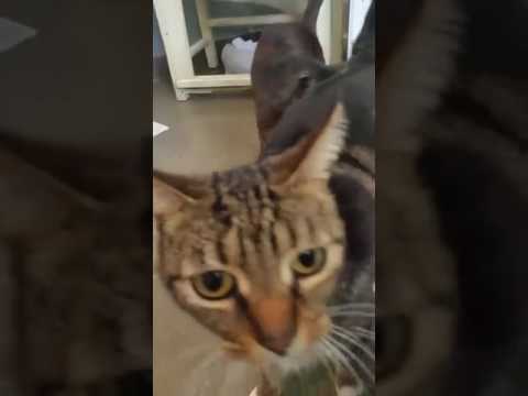 Celena A713702 and Sirena A713701 (BOTH ADOPTED 5/28/17)