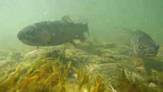 1) Rainbow Trout Invade Cable Hole San Juan R Sept 2025