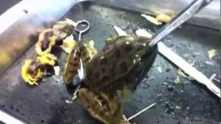 Dissecting A Frog